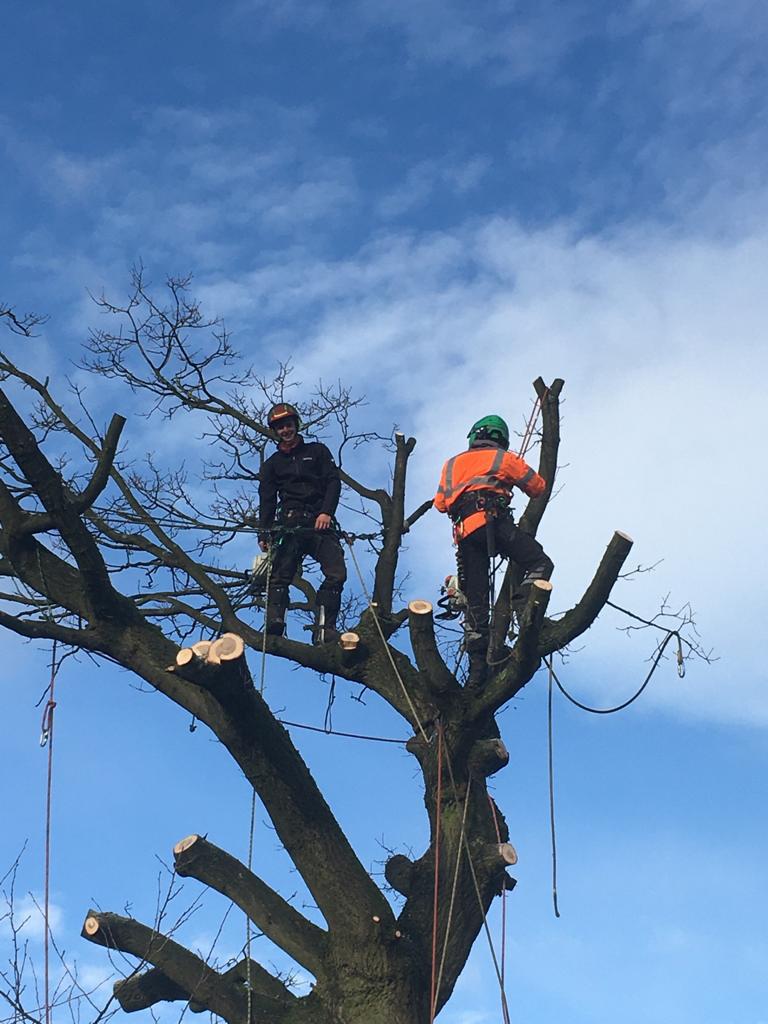 red kit tree works tree surgeons