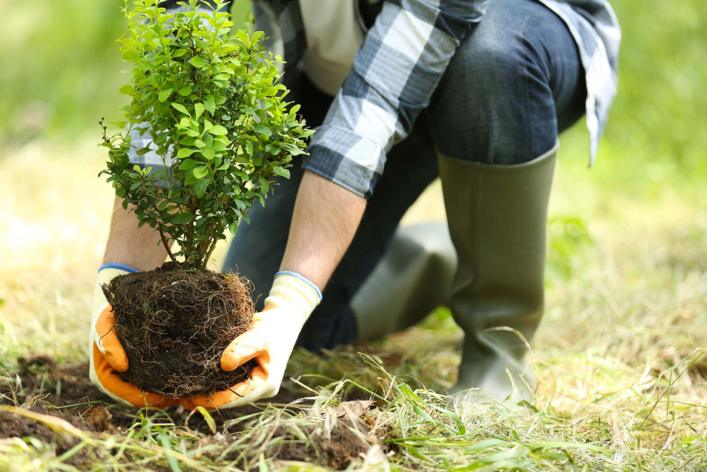 planting-tree