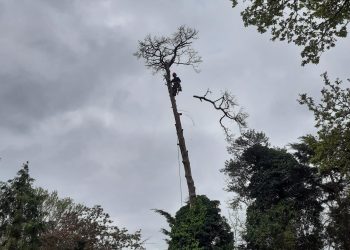 red kite tree dismantle