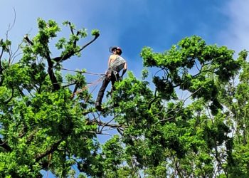 red kite tree maintenance