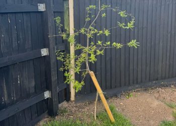 red kite tree planting