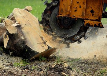 red kite stump grinding